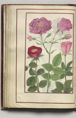Roses, folio 33 (verso), from Florilegium (A Book of Flower Studies)