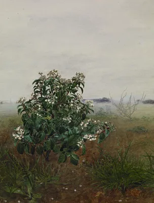 Flowering Laurustinus in front of a Landscape