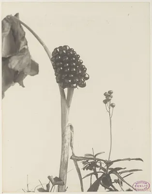 327. Arisaema triphyllum and Chimiphila umbellata, jack-in-the-pulpit and pipsissewa