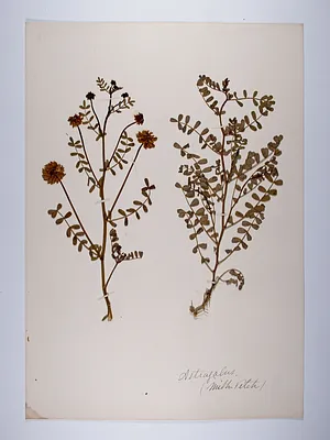 Astragalus