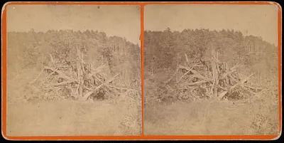 Oak tree struck by lightning
