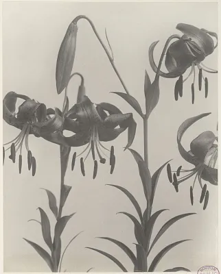 110. Lilium superbum, Turk's-cap lily