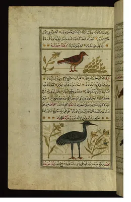 An Indian Bird Called Quqis and a Crane