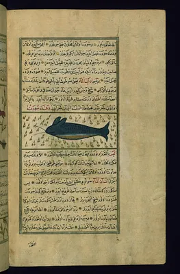 A Sea-rabbit