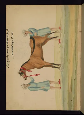 Washing a Mare