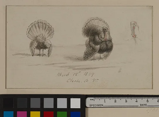 Three Turkeys