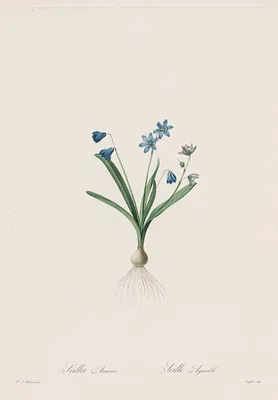 Les Liliacées:  Scilla amaena