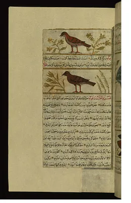A Bird Called Yura'ah (?) and a Turtle-dove