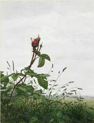 Rose Bud in front of a Landscape