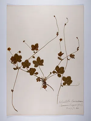 Potentilla canadensis
