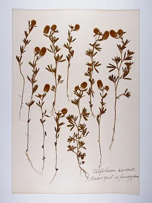 Trifolium arvense