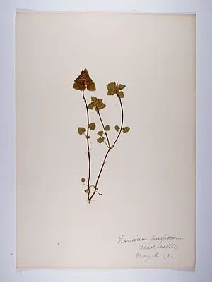 Lamium purpureum