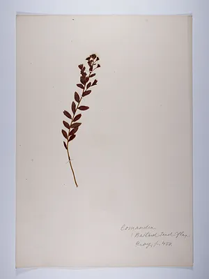 Comandra umbellata