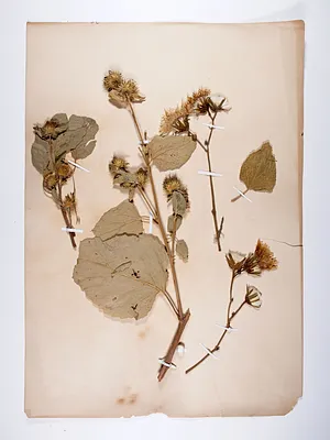 Herbaceous plant and seeds