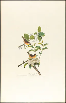 Yellow-breasted warbler