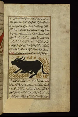 A Buffalo