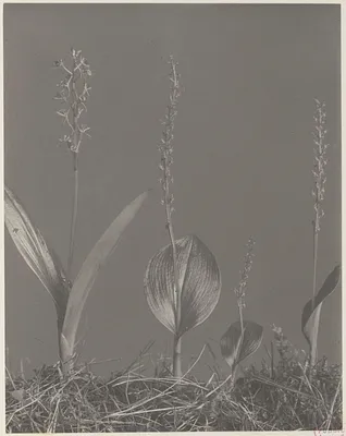 173. Liparis loeselii and Microstylis monophyllos, Loesel's twayblade, white adder's-mouth