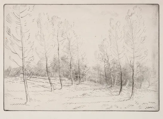 Avenue of Poplars