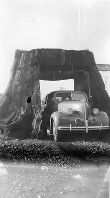 Classic Car at Tuolumne Grove, Sequoia National Park, 1940