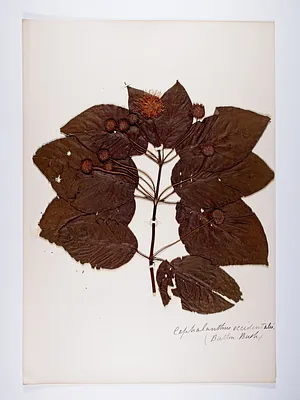 Cephalanthus occidentalis