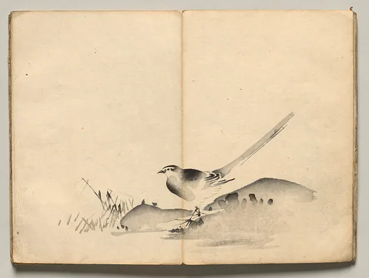 Azure-Winged Magpie from Ōkyo Picture Book