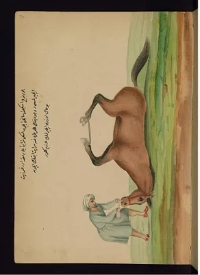 Healing a Horse Suffering from Colic with Old Wine and Olive Oil