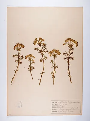 Euphorbia cyparissias