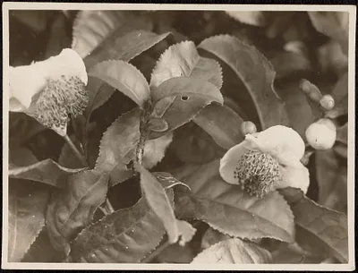 Tea flowers blossoming in November