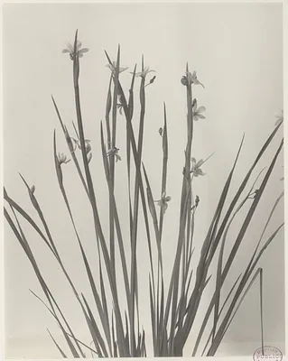 120. Sisyrinchium angustifolium, blue-eyed grass