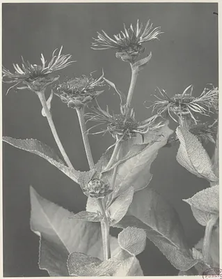 264. Inula helenium, elecampane