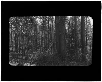 Trees
