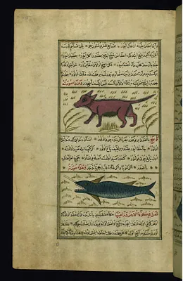 A Water-dog and a Swordfish