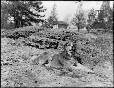 St. Bernard Dog, Washburn Estate, Brookline
