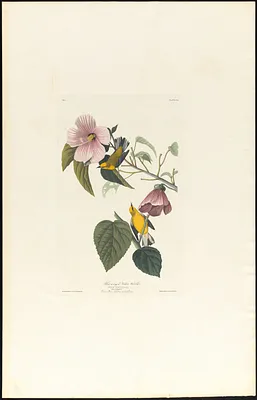 Blue-winged yellow warbler