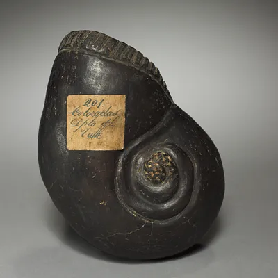 Large Snail