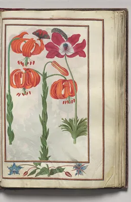 Lily, Anemone, Borage, and Caterpillar, with Floral Border, folio 19 (recto), from Florilegium (A Book of Flower Studies)