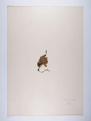 Diapensia