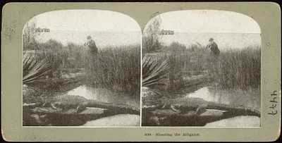 Shooting the alligator