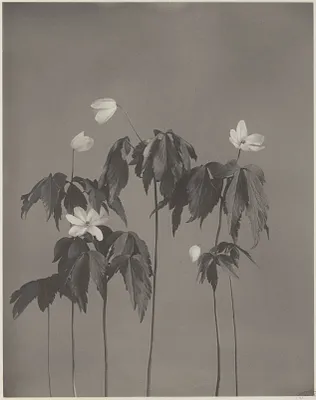 9. Anemone quinquefolia, wood anemone, wind-flower