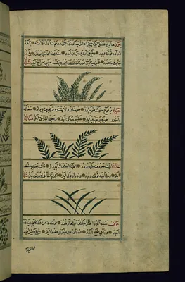 Mace, a Thorny Plant Called Haj, and Thyme