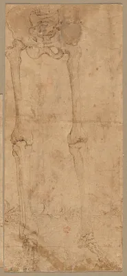 Lower Half of Skeleton from the Front