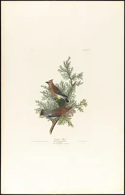 Cedar bird