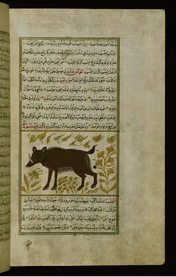 A Pig (Hog)