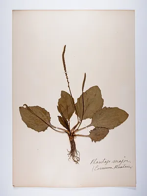 Plantago major