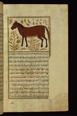 A Horse