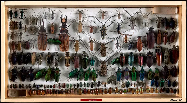 Coleoptera
