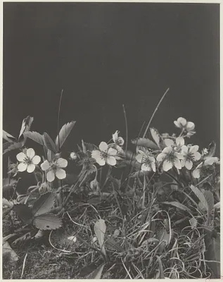74. Fragaria virginiana, wild strawberry