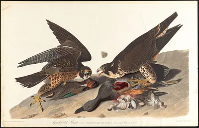 Great-footed hawk