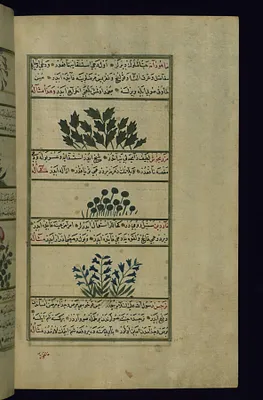 Cherry, a Plant Called Mazarbikhush (?), and Spikenard
