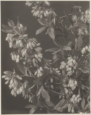 91. Vaccinium corymbosum, swamp, or high-bush blueberry